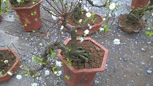 Mai[-]trắng,[-]nhiều[-]cánh[-]bung[-]nở[-]trong[-]tiết[-]trời[-]lạnh[-]khiến[-]nhiều[-]người[-]say[-]mê